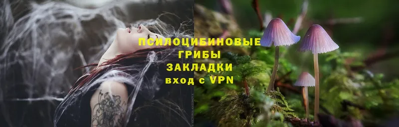 Псилоцибиновые грибы Psilocybe  Зарайск 